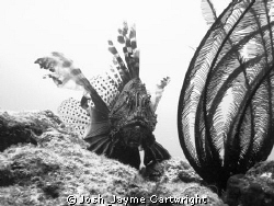 B/W Lion Fish with Crinoid at Meada Point. by Josh & Jayme Cartwright 